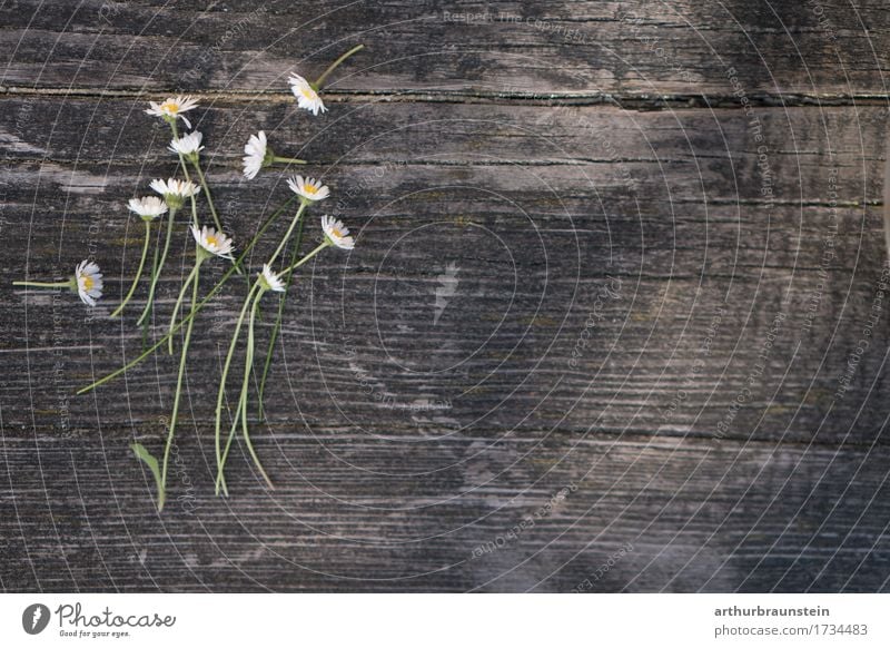 Gänseblümchen auf Holz Lebensmittel Vegetarische Ernährung Lifestyle Gesunde Ernährung Freizeit & Hobby Basteln Handarbeit Garten Umwelt Natur Pflanze Blume