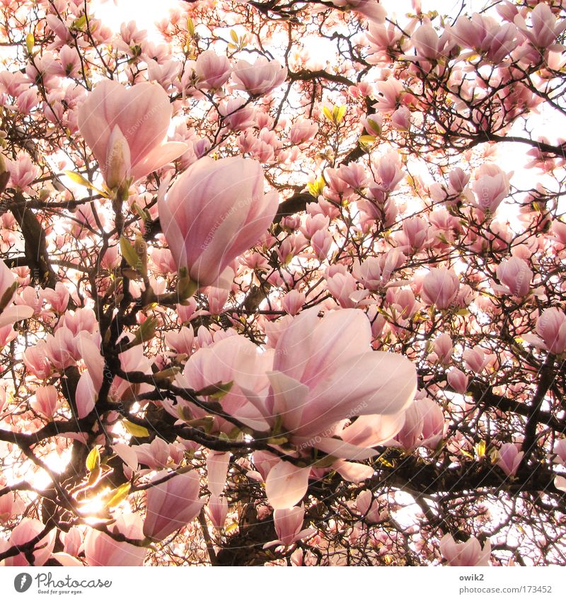 Brüder, zur Sonne Farbfoto Außenaufnahme Detailaufnahme Menschenleer Morgen Sonnenlicht Umwelt Natur Pflanze Baum Blüte exotisch Magnolienbaum Magnoliengewächse