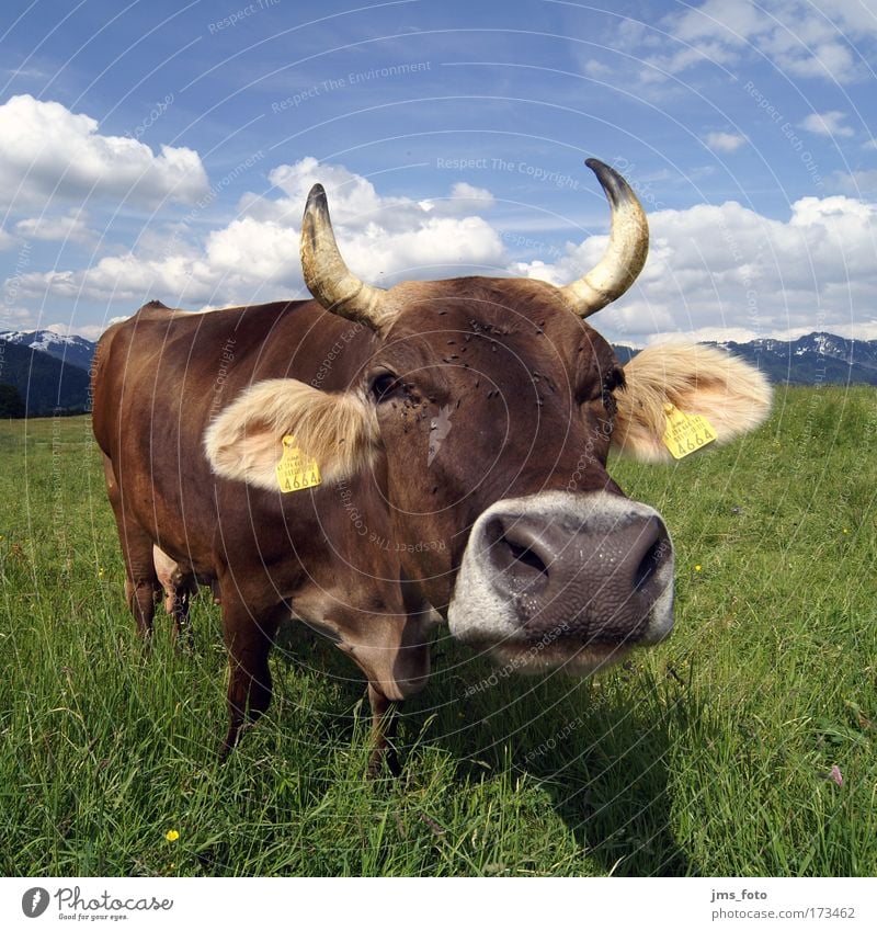 Die Kuh Farbfoto mehrfarbig Außenaufnahme Tag Starke Tiefenschärfe Totale Weitwinkel Blick Berge u. Gebirge Alm Tier Nutztier 1 Freude Langeweile skurril