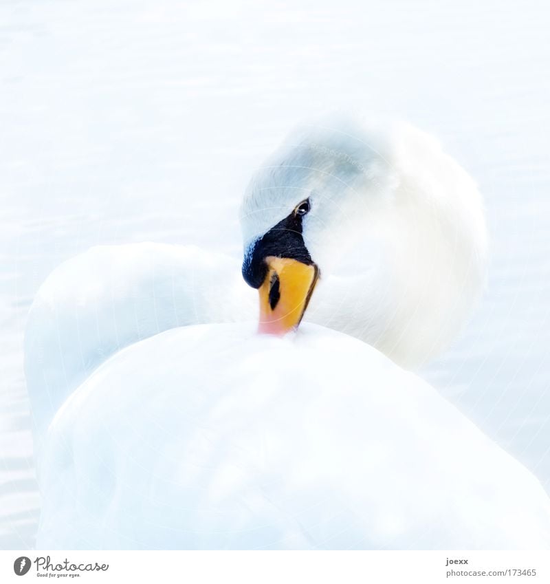 Gesine 400 Farbfoto Textfreiraum unten Licht Sonnenlicht High Key Vogelperspektive Blick Blick in die Kamera Tier Schwan 1 beobachten außergewöhnlich hell schön