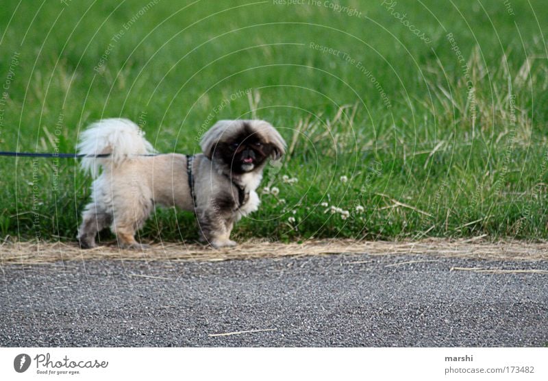 PEKI- Farbfoto Außenaufnahme Natur Garten Park Wiese Tier Haustier Hund 1 klein Hundeblick atmen Seil Gassi gehen Blick Blick nach vorn angeleint bellen