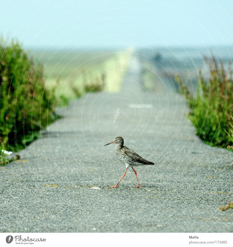 Links zwo, drei, vier Natur Tier Frühling Sommer Küste Nordsee Damm Wege & Pfade Wildtier Vogel Austernfischer Jungvogel Stelzenläufer 1 Tierjunges gehen frei