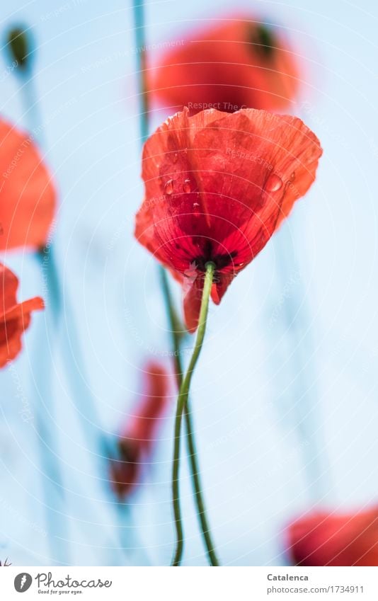 Mehr Mohn; Klatschmohn vor blauem Hintergrund Natur Pflanze Luft Wassertropfen Sommer Blume Blüte Garten Wiese Blühend leuchten schön nass grün orange rot