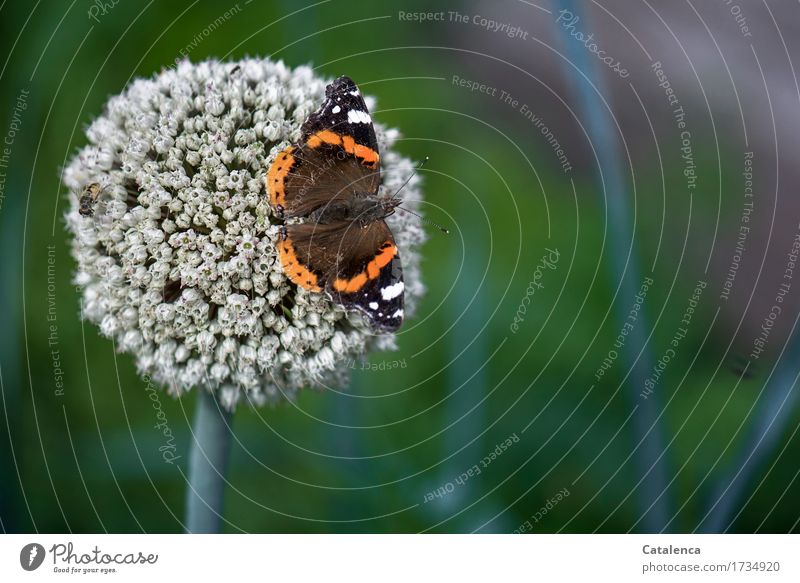 Admiral Senior; Schmetterling sitzt auf einer Lauchblüte Natur Pflanze Sommer Blüte Nutzpflanze Porree Garten Gemüsegarten Tier Insekt 1 alt Blühend Duft