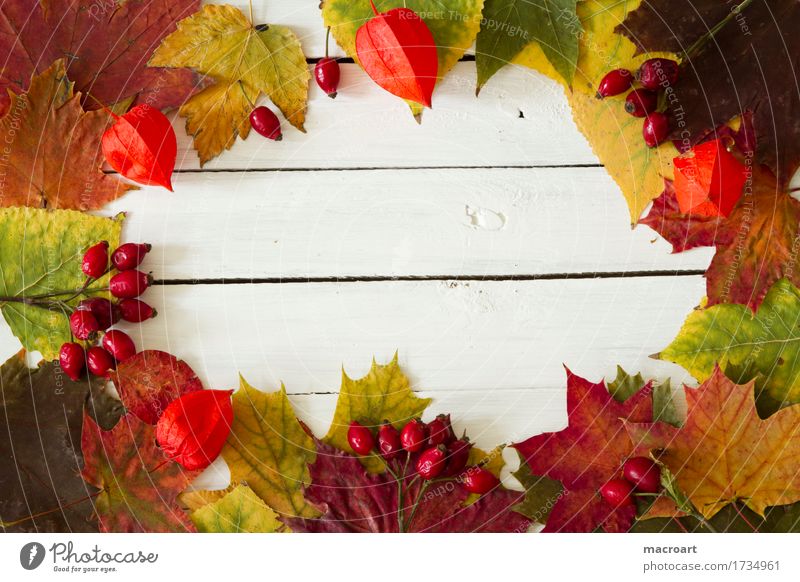 Herbst Herbstlaub herbstlich Ahornblatt Lindenblatt Hagebutten Frucht Physalis lamionfrucht Lampionblume orange Spitzahorn Farbe mehrfarbig Laubbaum Blatt