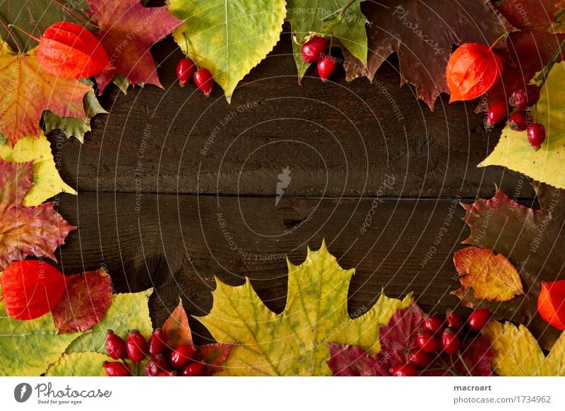 Herbst Herbstlaub herbstlich Ahornblatt Lindenblatt Hagebutten Frucht Physalis lamionfrucht Lampionblume orange Spitzahorn Farbe mehrfarbig Laubbaum Blatt