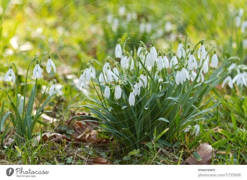 Schneeglöckchen Galanthus nivalis schneeglöckchen blume frühblüher blätter weiß pflanzen winter frühling blüten blühend grün gras wiese