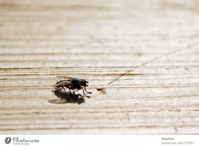 Bssssssssss Außenaufnahme Textfreiraum rechts Textfreiraum oben Tag Schatten Umwelt Natur Tier Sonne Sonnenlicht Sommer Schönes Wetter Wärme Wildtier Fliege