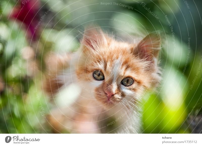 Kleine weiße Katze schön Sommer Baby Natur Tier Pelzmantel Haustier Hund Pfote klein niedlich grün Katzenbaby jung Hintergrund Maine Waschbär Ingwer reizvoll