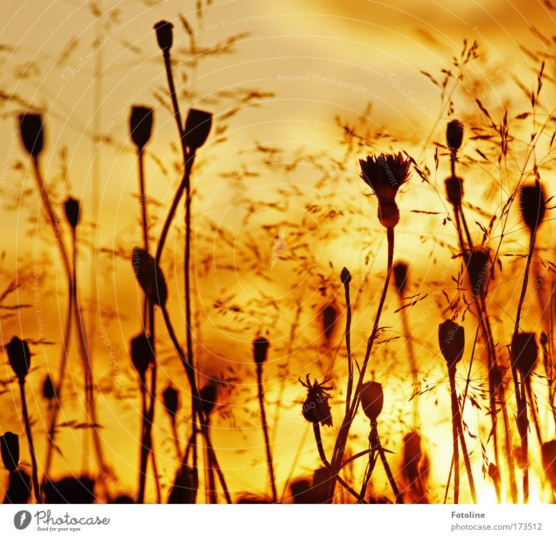 sommerwiese IV Farbfoto mehrfarbig Außenaufnahme Tag Abend Licht Sonnenlicht Sonnenstrahlen Sonnenaufgang Sonnenuntergang Umwelt Natur Landschaft Pflanze Himmel