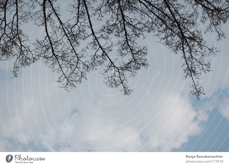 Wolkenkratzer Farbfoto Außenaufnahme Tag Kontrast Froschperspektive Natur Himmel Baum Holz Unendlichkeit Freiheit