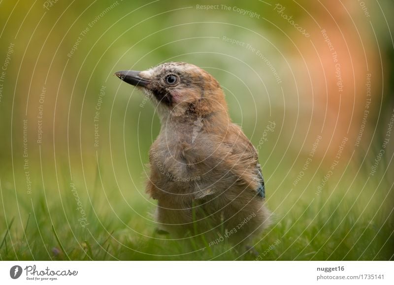 junger Eichelhäher Tier Sommer Herbst Schönes Wetter Gras Garten Park Wiese Wald Wildtier Vogel Tiergesicht Flügel 1 Tierjunges Fressen genießen hocken sitzen