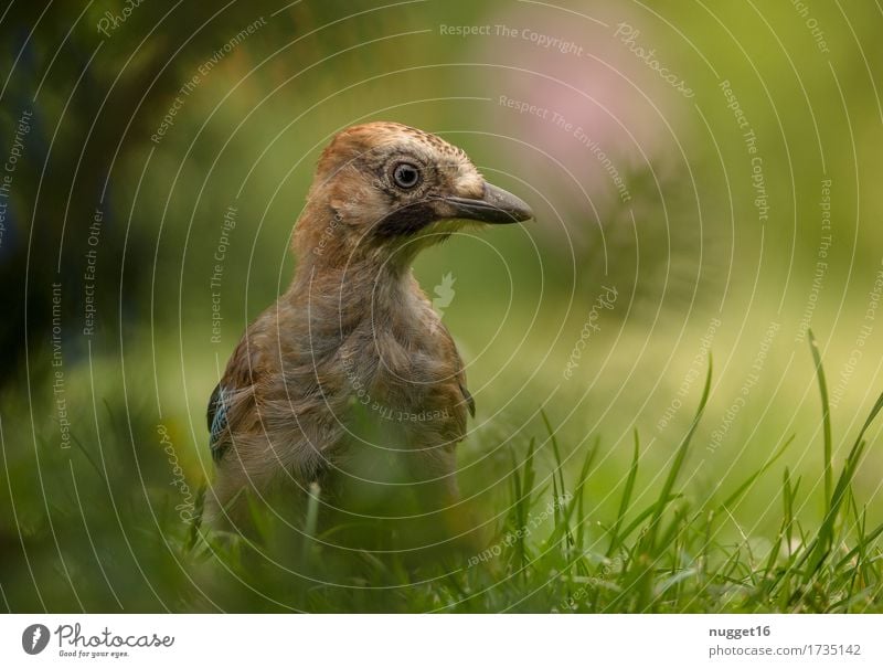 junger Eichelhäher Umwelt Natur Tier Sommer Gras Wiese Wald Wildtier Vogel Tiergesicht Flügel 1 Tierjunges beobachten Blick sitzen ästhetisch frech