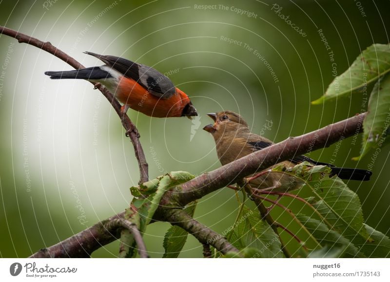 Hunger!!! Umwelt Natur Tier Sommer Herbst Baum Garten Park Wald Wildtier Vogel Flügel Gimpel 2 Tierjunges Tierfamilie Fressen füttern schreien sitzen ästhetisch