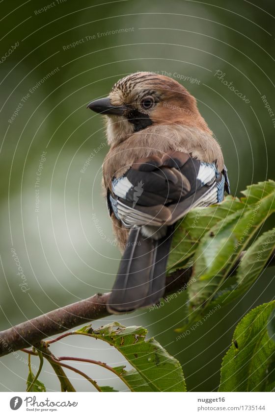 immer diese Paparazzi! Umwelt Natur Tier Frühling Sommer Herbst Baum Garten Park Wald Wildtier Vogel Flügel Eichelhäher 1 beobachten authentisch Freundlichkeit