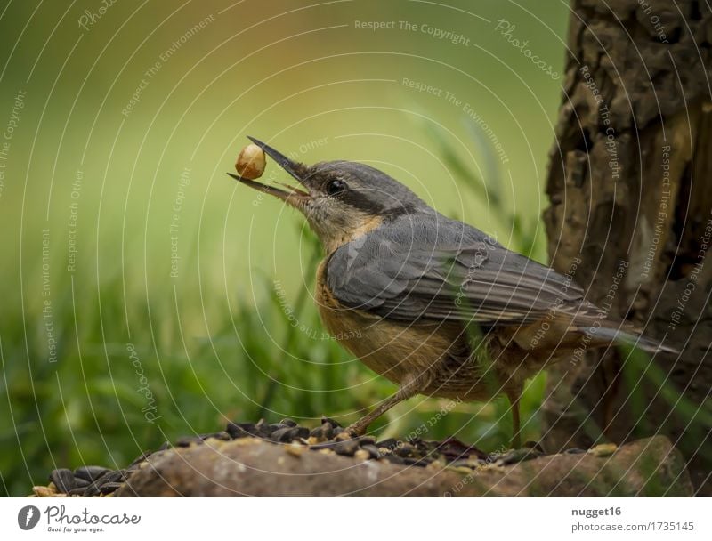 Kleiber Tier Wildtier Vogel Flügel 1 fliegen Fressen füttern authentisch frech nah natürlich Neugier niedlich blau braun grün orange Wachsamkeit Farbfoto