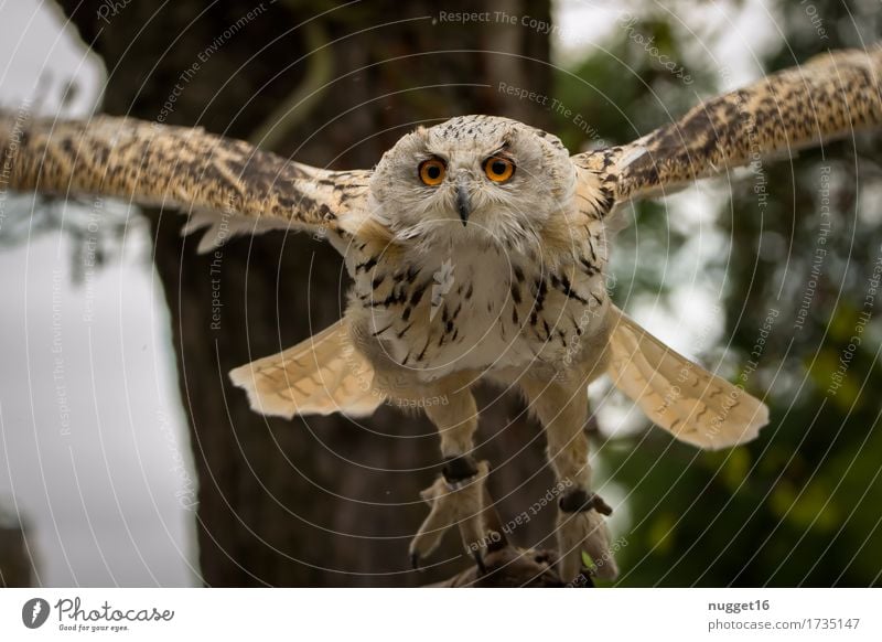 Uhu im Anflug Tier Wildtier Vogel Tiergesicht Flügel 1 beobachten Bewegung fliegen Jagd ästhetisch außergewöhnlich gigantisch nah Geschwindigkeit wild braun