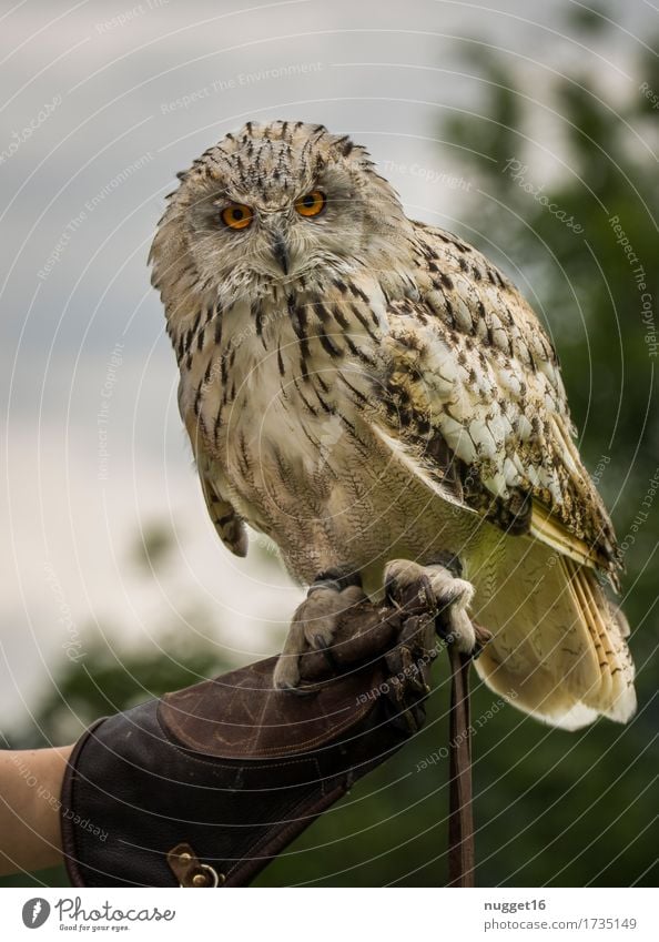 Uhu Natur Tier Himmel Wildtier Vogel Flügel Zoo Eulenvögel 1 beobachten fliegen Blick ästhetisch außergewöhnlich exotisch natürlich Neugier braun grün orange