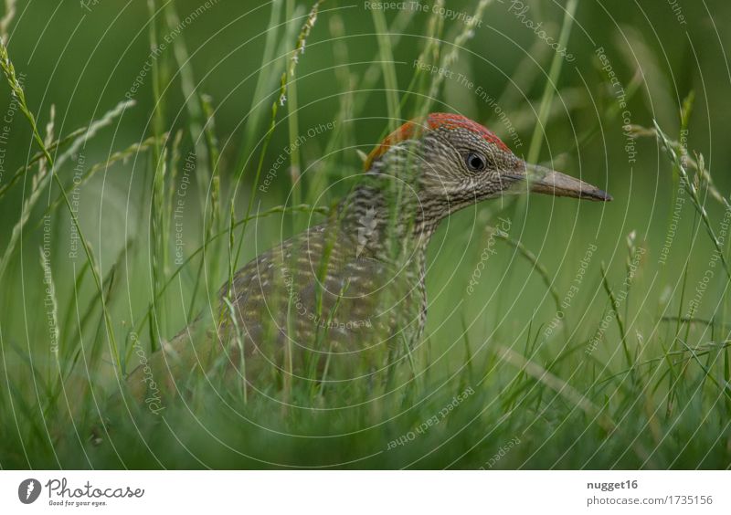 Grünspecht Natur Tier Frühling Sommer Gras Wiese Wildtier Vogel Flügel 1 fliegen Fressen Jagd außergewöhnlich Neugier braun grau grün rot Entschlossenheit