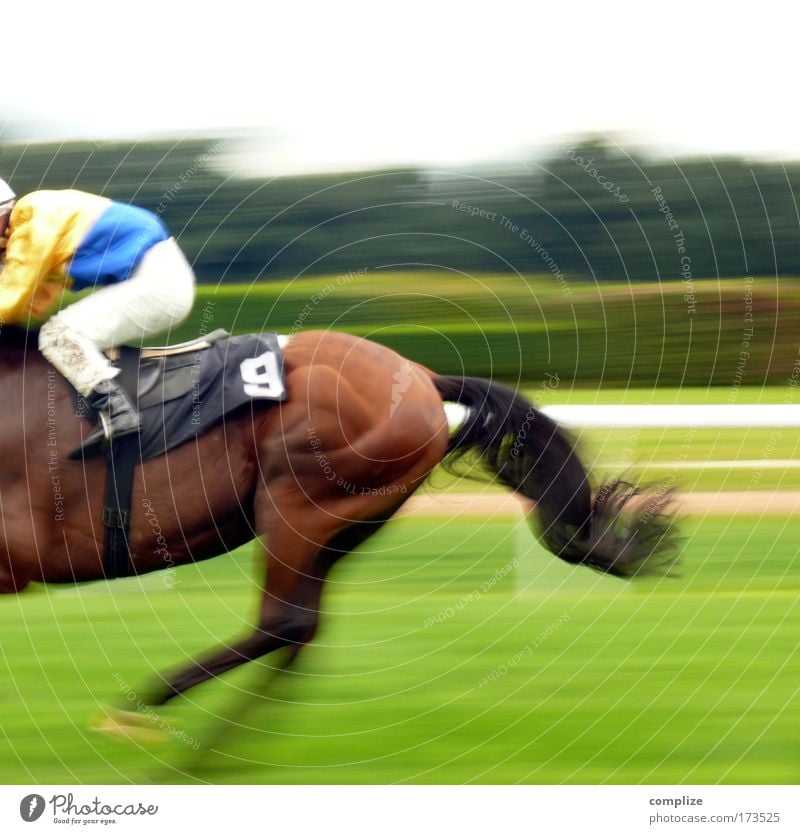 Bonanza Reitsport Wiese Feld Tier Pferd 1 Risiko Wette Pferderennen Sportveranstaltung Erfolg Geschwindigkeit Ziel endspurt Rennbahn zieleinlauf 9 Farbfoto