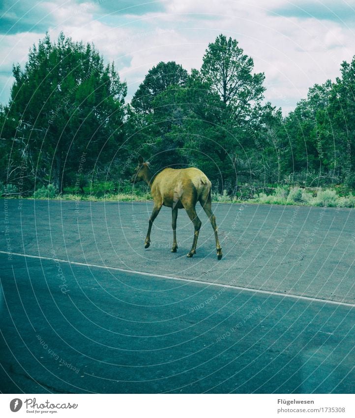 per Anhalter durch Amerika USA Arizona Grand Canyon Straße unterwegs Einsamkeit einzeln trampen Reh Hirsche Elch Wildtier Baum Sträucher Teer Fahrbahn fahren