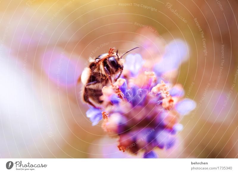 winke winke Natur Pflanze Tier Sommer Blume Blatt Blüte Lavendel Garten Park Wiese Wildtier Biene Tiergesicht Flügel 1 Blühend Duft fliegen Fressen schön klein