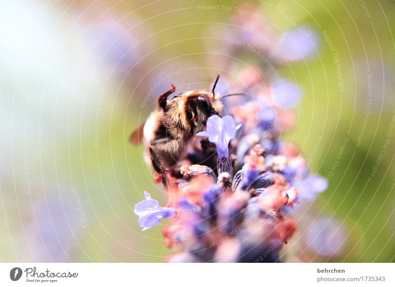 seid gegrüßt:) Natur Pflanze Tier Sommer Schönes Wetter Blume Blatt Blüte Lavendel Garten Park Wiese Wildtier Biene Tiergesicht Flügel 1 Blühend Duft fliegen