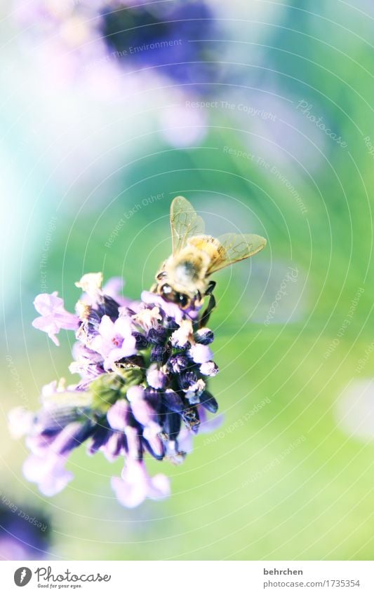 lavendelbienchen Natur Pflanze Tier Sommer Blume Blatt Blüte Lavendel Garten Park Wiese Nutztier Wildtier Biene Tiergesicht Flügel 1 Blühend Duft schön klein