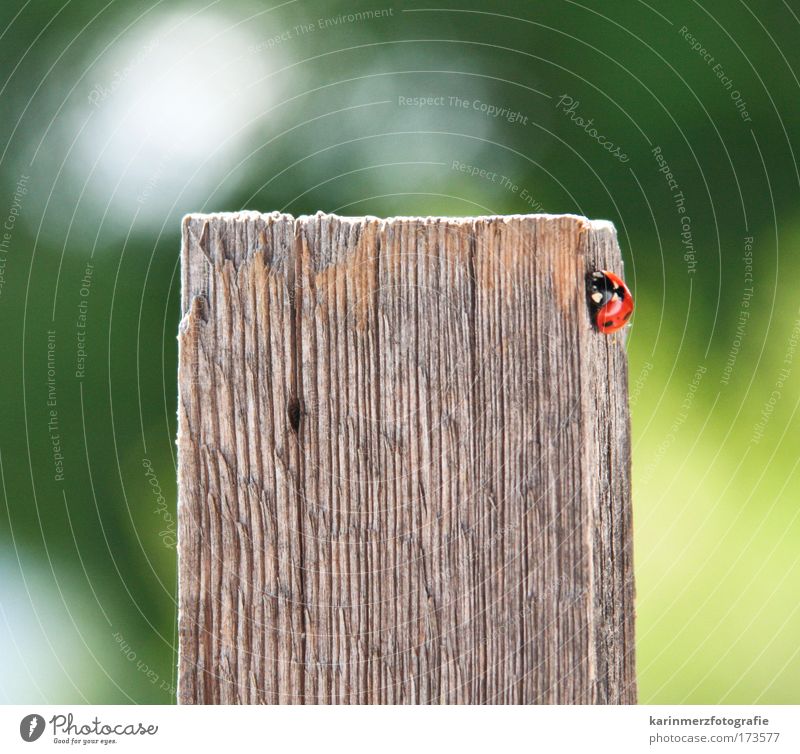 Glückskäferle Farbfoto Außenaufnahme Nahaufnahme Tag Starke Tiefenschärfe Vorderansicht Blick in die Kamera Natur Frühling Park Wiese Feld Käfer 1 Tier Holz