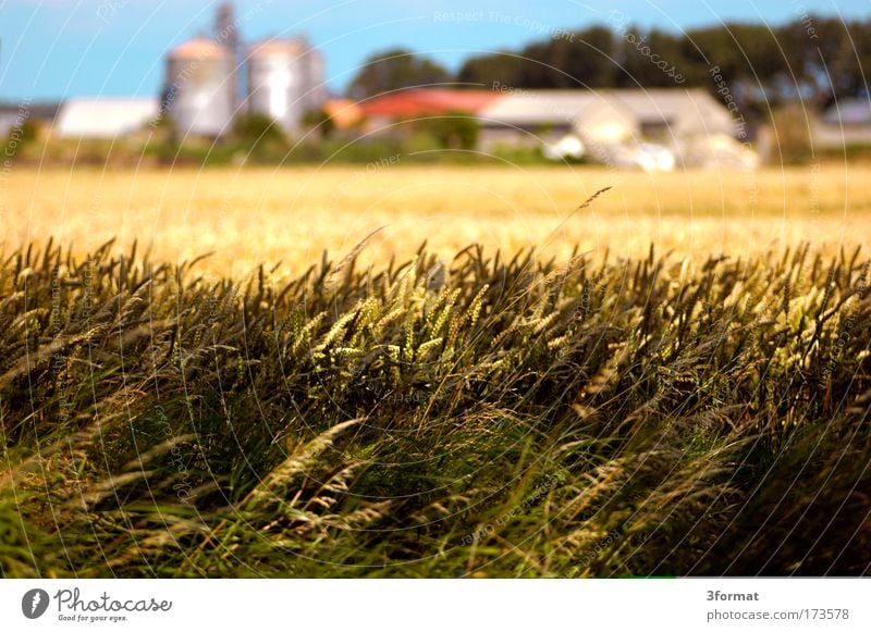 LPG Bauernhof Landwirtschaft Gut  Gutshof Land ländlich Feld Kornfeld Weizen Roggen Gerste Dorf Unschärfe Tiefenschärfe Schwache Tiefenschärfe