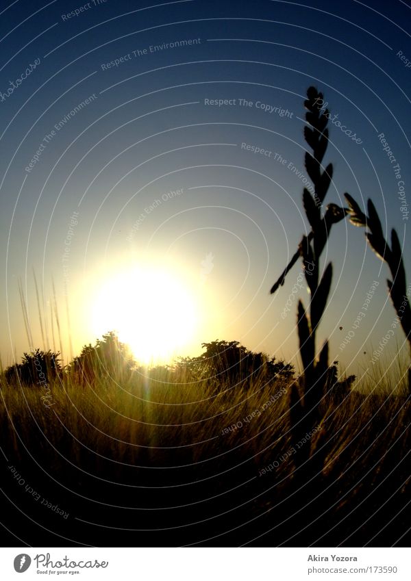 Der Sonne entgegen II Farbfoto Außenaufnahme Menschenleer Textfreiraum links Abend Dämmerung Licht Schatten Kontrast Silhouette Sonnenlicht Sonnenstrahlen