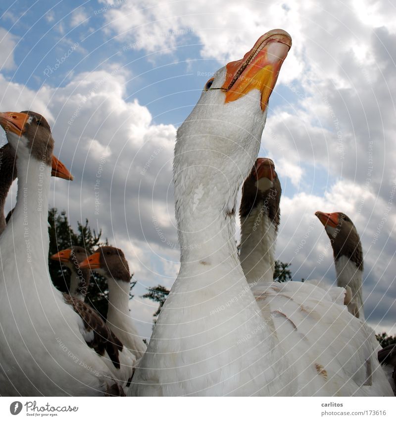 Hochnäsig ? ICH ?? Froschperspektive Gans Gänsebraten Garten Martinstag Dorf Nutztier Tiergesicht Tiergruppe beobachten Coolness lecker weiß Lebensfreude