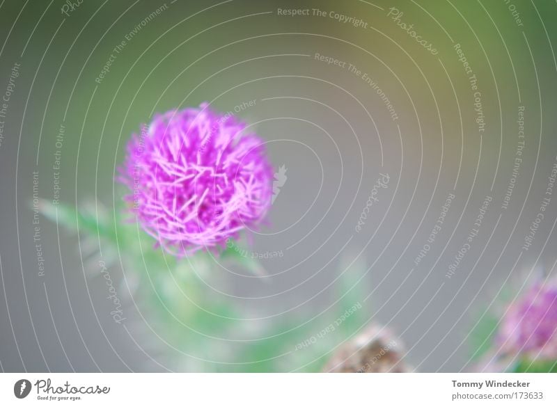 Distel mal anders Starke Tiefenschärfe Umwelt Natur Pflanze Frühling Sommer Blume Blüte Wildpflanze Wiese Blühend leuchten schön violett rosa Umweltschutz