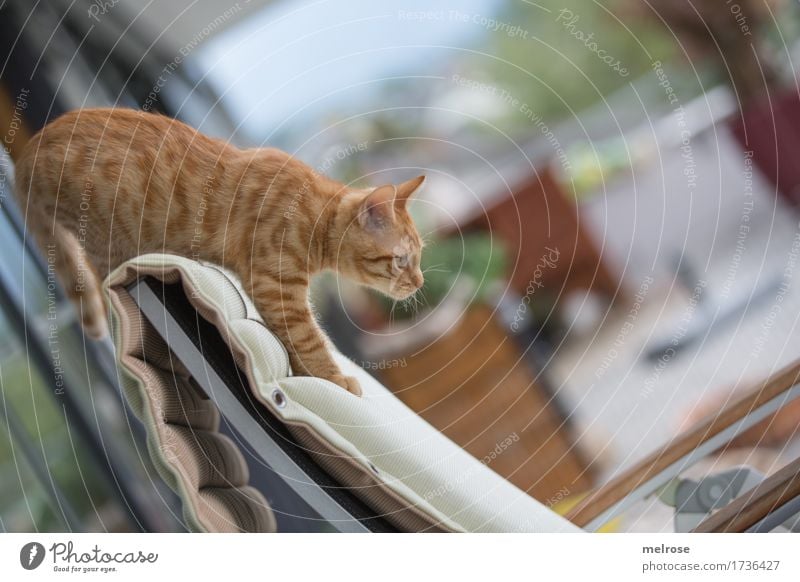 Soll ich? elegant Himmel Sommer Schönes Wetter Pflanze Garten Haustier Katze Tiergesicht Fell Pfote 1 Tierjunges Stuhllehne Terrasse abwärts springen beobachten