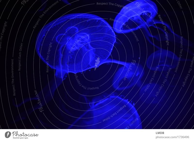 Quallen blau - I Tier Tiergruppe Aquarium Nesseltiere fluoreszierend Meer Meerestier geheimnisvoll dunkel Detailaufnahme Unterwasseraufnahme Textfreiraum links