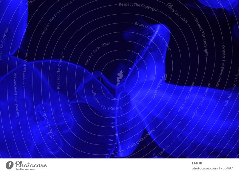 Quallen blau - II Tier Tiergruppe Aquarium Nesseltiere geheimnisvoll dunkel Unterwasseraufnahme Meer Meerestier Nahaufnahme Detailaufnahme Textfreiraum oben