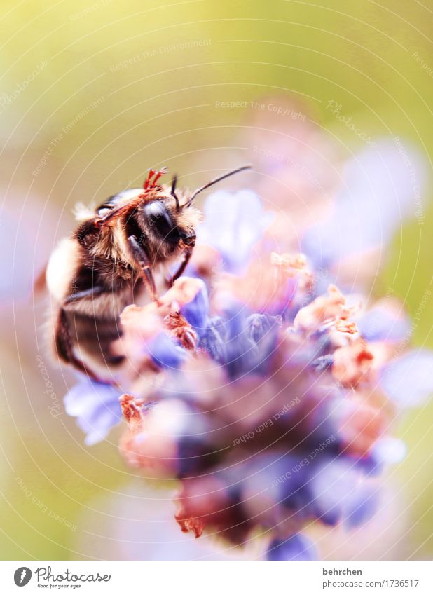 moin! Natur Pflanze Tier Sommer Blume Blatt Blüte Lavendel Garten Park Wiese Wildtier Biene Tiergesicht Fell Beine Auge Fühler Rüssel 1 fliegen Fressen schön