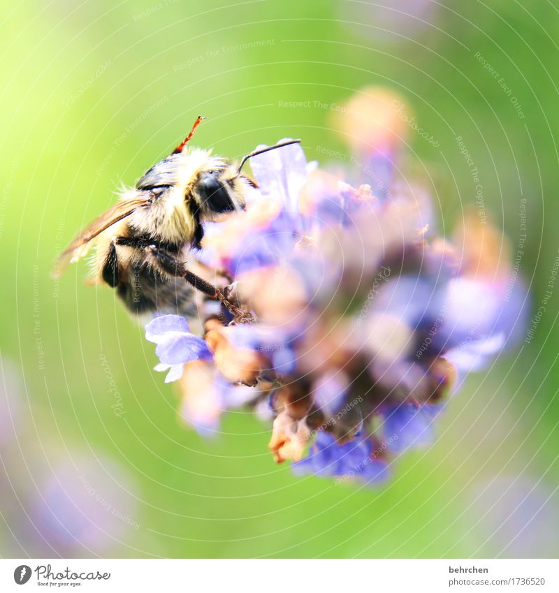 summer move Natur Pflanze Tier Sommer Blume Blatt Blüte Lavendel Garten Park Wiese Wildtier Biene Tiergesicht Flügel 1 Blühend Duft fliegen Fressen schön klein