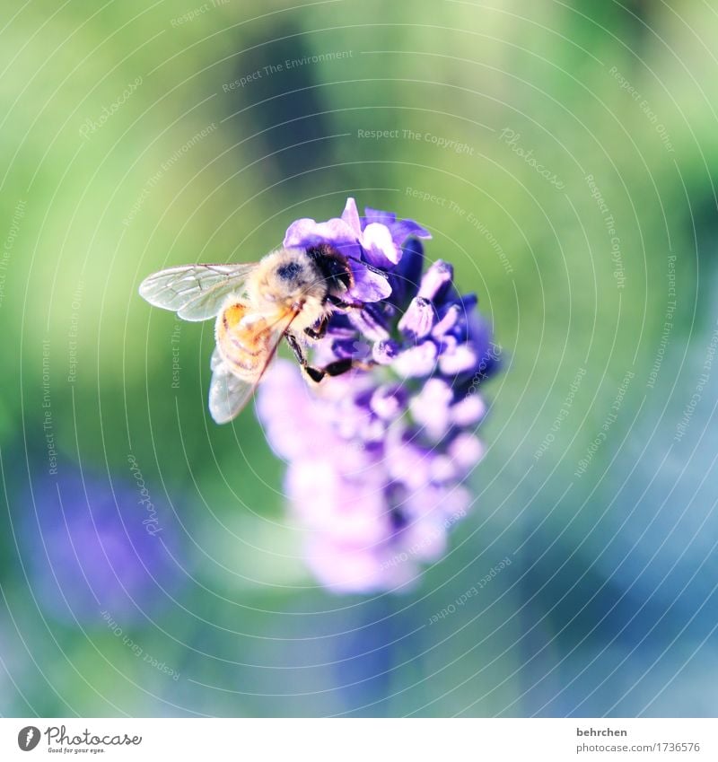 ICH... Natur Pflanze Tier Sommer Schönes Wetter Blume Blatt Blüte Lavendel Garten Park Wiese Wildtier Biene Flügel 1 beobachten Blühend Duft fliegen Fressen