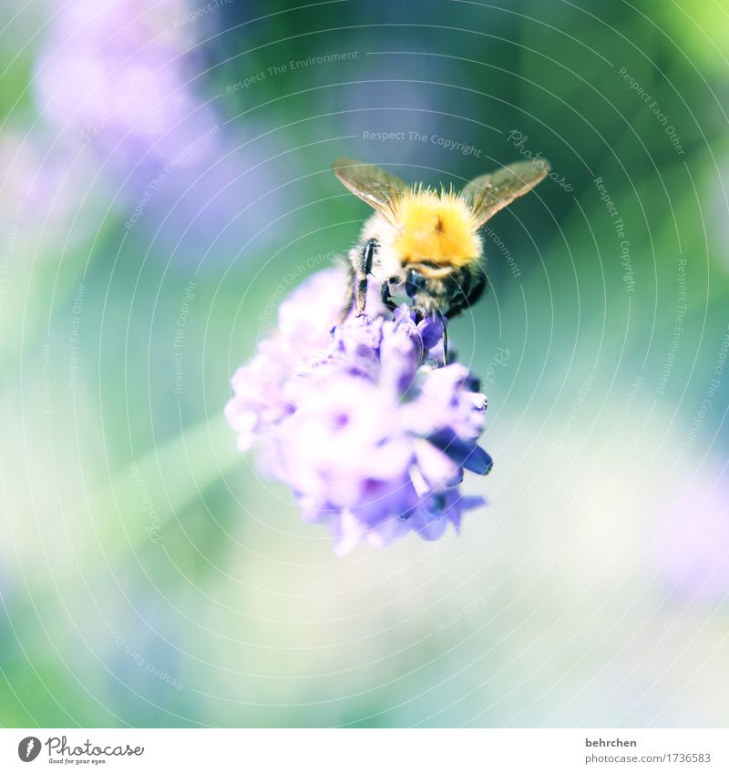 lavendelrausch Natur Pflanze Tier Sommer Schönes Wetter Blume Blatt Blüte Lavendel Garten Park Wiese Wildtier Biene Tiergesicht Flügel 1 beobachten Blühend Duft