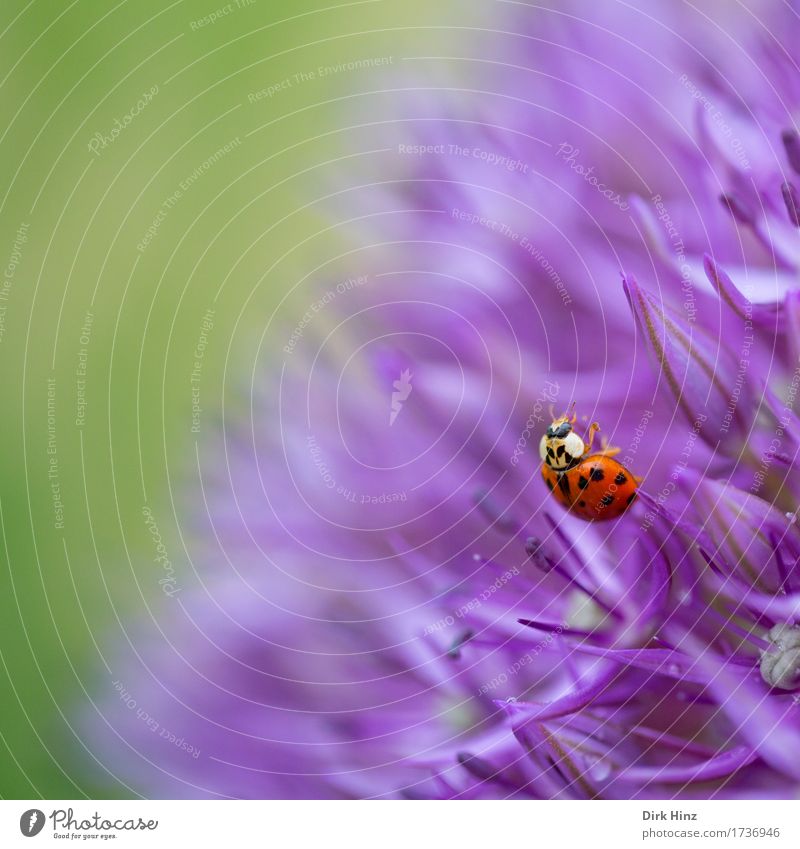 Nahrungssuche Umwelt Natur Pflanze Tier Blume Blüte Garten Park Wildtier 1 Blühend entdecken Essen Duft schön stachelig grün violett Neugier Appetit & Hunger