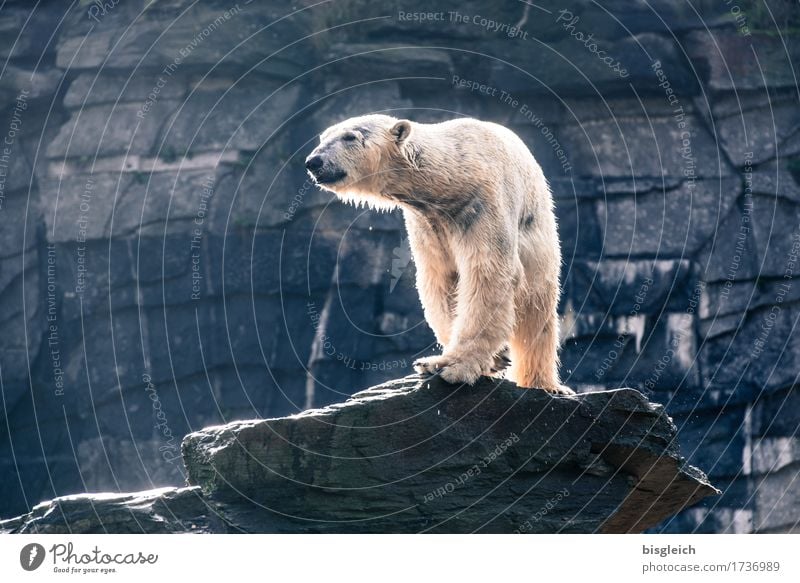 Ein Bad am Morgen II Tier Wildtier Eisbär 1 Blick stehen groß stark blau grau weiß Macht Kraft Stolz Farbfoto Gedeckte Farben Außenaufnahme Menschenleer