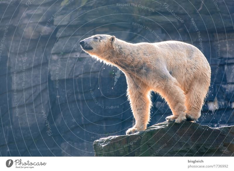 Ein Bad am Morgen III Tier Wildtier Eisbär 1 Blick stehen blau grau weiß Kraft Farbfoto Außenaufnahme Menschenleer Textfreiraum links Tag