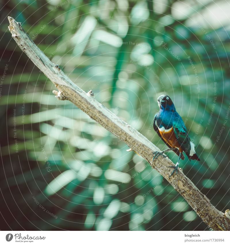 Bunter Vogel Tier 1 Blick sitzen exotisch mehrfarbig grün Farbfoto Außenaufnahme Menschenleer Tag Schwache Tiefenschärfe Blick in die Kamera