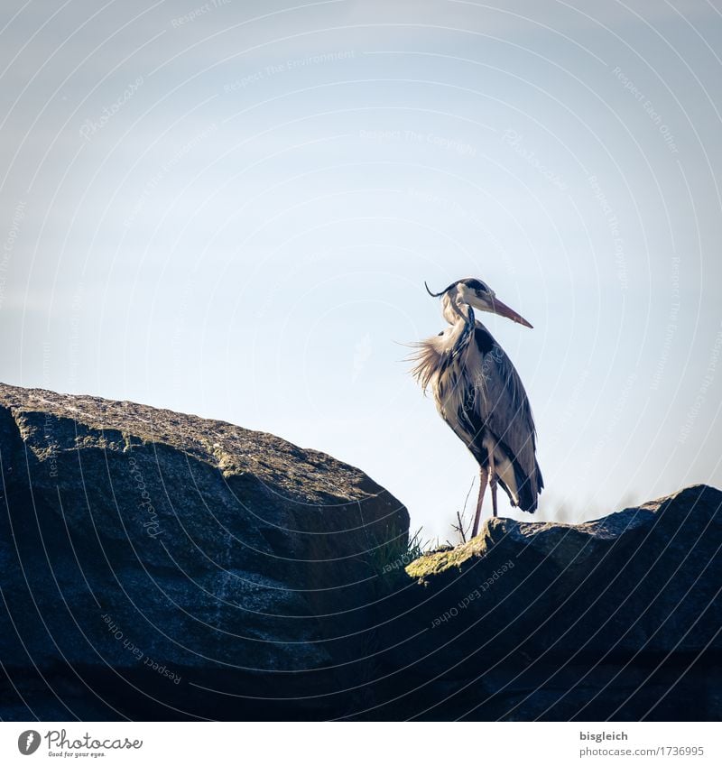 Schulterblick Tier Vogel Reiher Graureiher 1 Blick stehen blau grau achtsam Wachsamkeit geduldig ruhig Farbfoto Gedeckte Farben Außenaufnahme Menschenleer