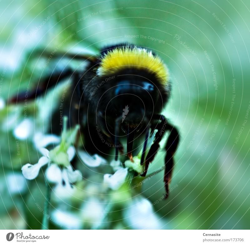 Mondblumen Farbfoto Gedeckte Farben Außenaufnahme Nahaufnahme Detailaufnahme Makroaufnahme Menschenleer Tag Schatten Kontrast Reflexion & Spiegelung Sonnenlicht