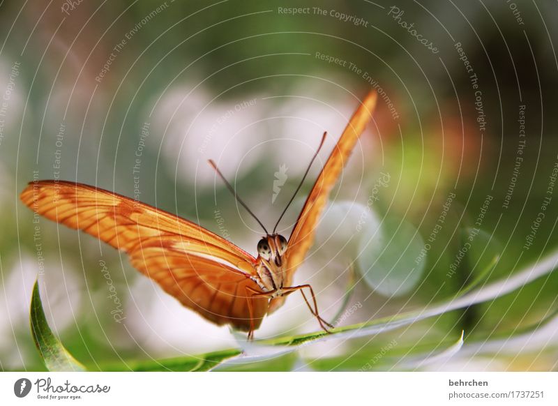 ja, es ist ein schmetterling:) Natur Pflanze Tier Baum Sträucher Blatt Garten Park Wiese Wildtier Schmetterling Tiergesicht Flügel 1 beobachten Erholung fliegen