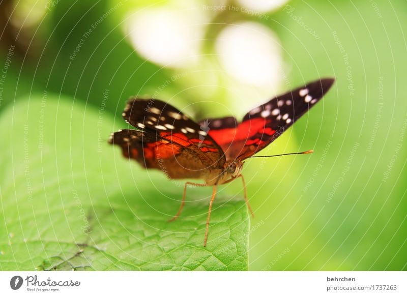 last but not least Natur Pflanze Tier Baum Sträucher Blatt Garten Park Wiese Wildtier Schmetterling Tiergesicht Flügel 1 beobachten Erholung fliegen Fressen