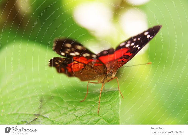 farbenfroh Natur Pflanze Tier Sommer Baum Sträucher Blatt Garten Park Wiese Wildtier Schmetterling Tiergesicht Flügel Beine Fühler Facettenauge 1 beobachten