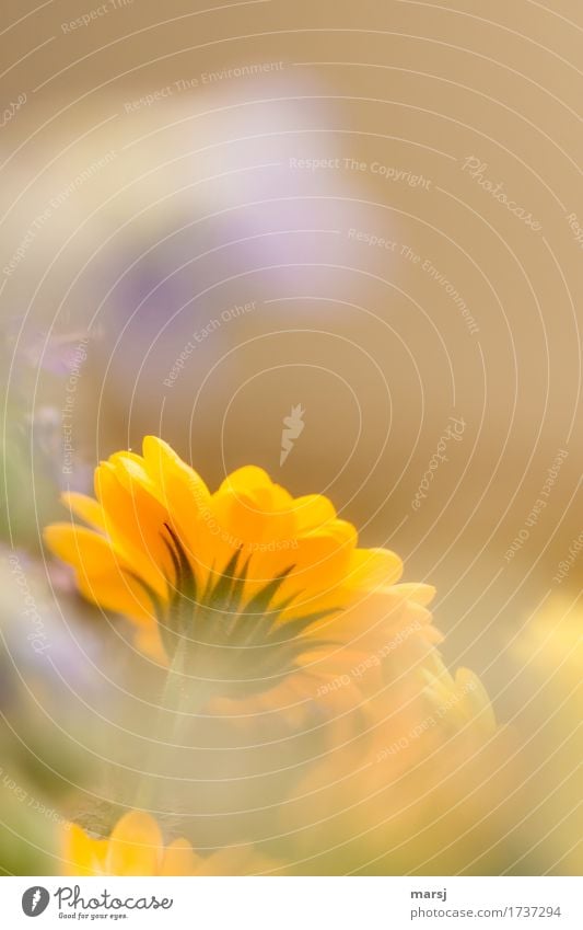 Unterseite mit Spitze Wohlgefühl ruhig Pflanze Blume Blüte Ringelblume Blühend leuchten orange Frühlingsgefühle Farbfoto mehrfarbig Nahaufnahme Makroaufnahme